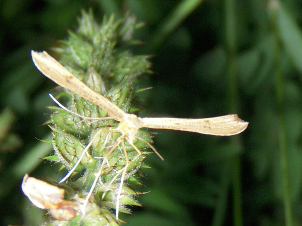 SCONOSCIUTO  ( a me ) - Pterophoridae